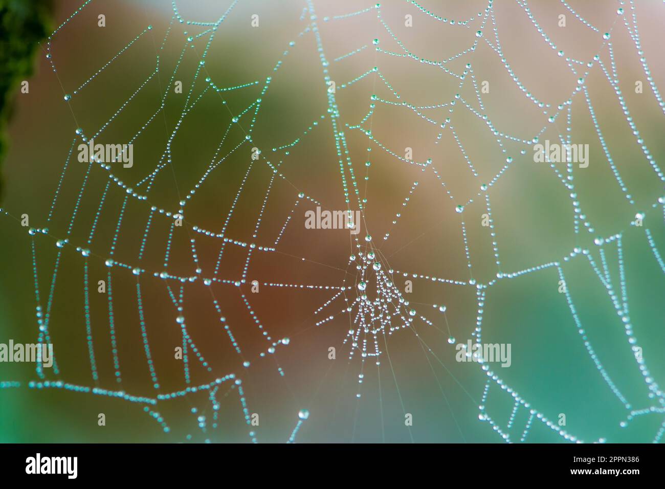 Abstract macro of a wet spiderweb wtih dew drops Stock Photo