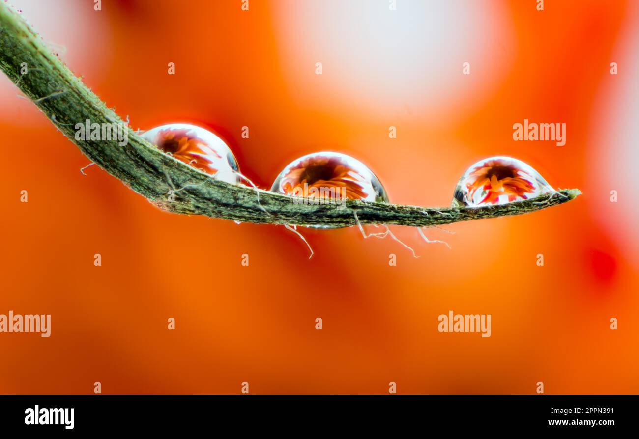 Macro of a flower refraction in three dew drops on a blade of grass Stock Photo