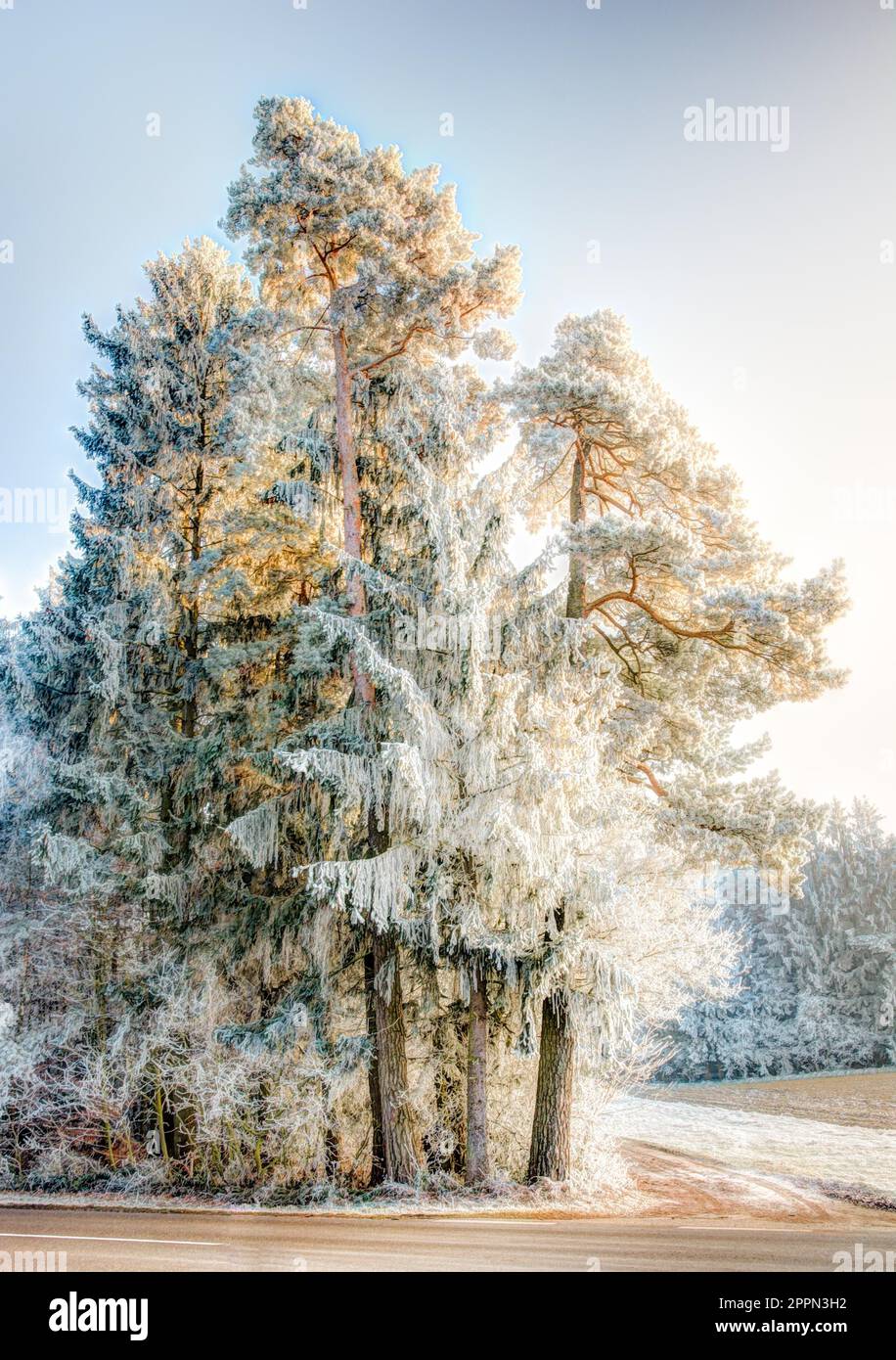 Frosted Forest Pine Tree