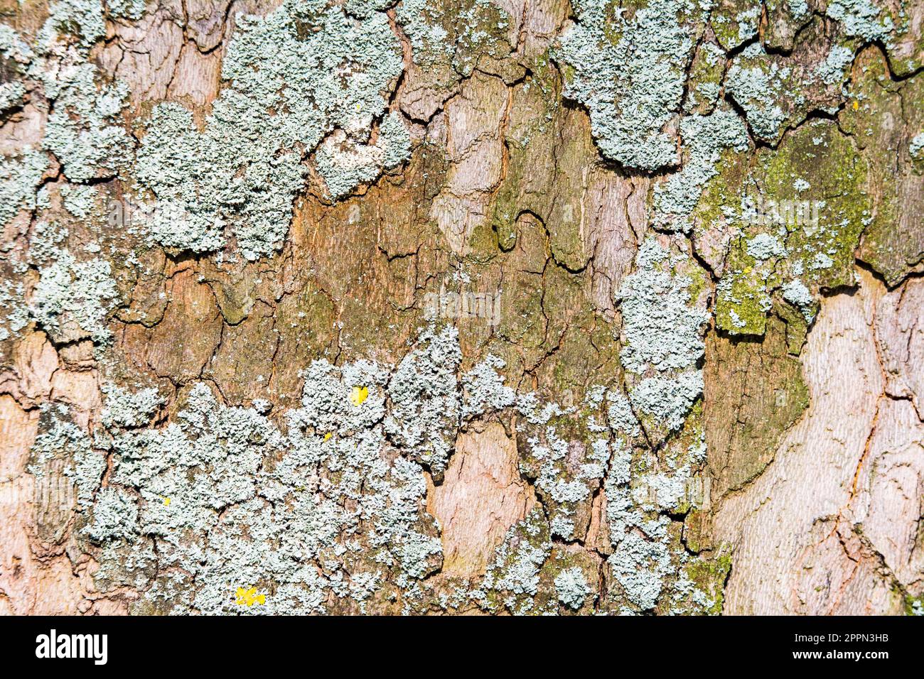 Closeup of an abstract natural background with lichen on a tree bark Stock Photo