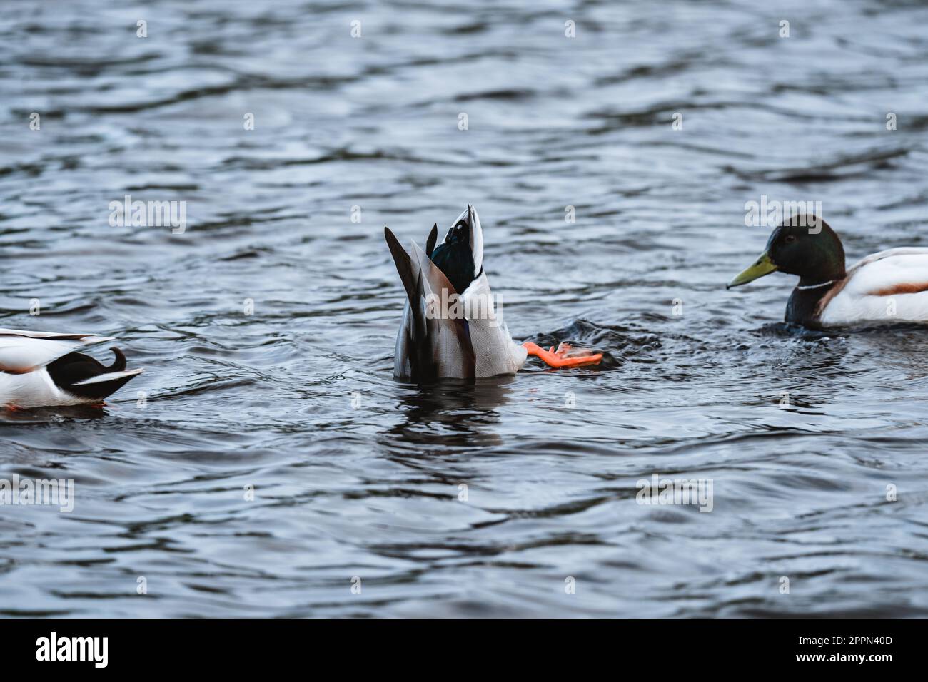 Duck diving on a lake between two other ducks Stock Photo Alamy