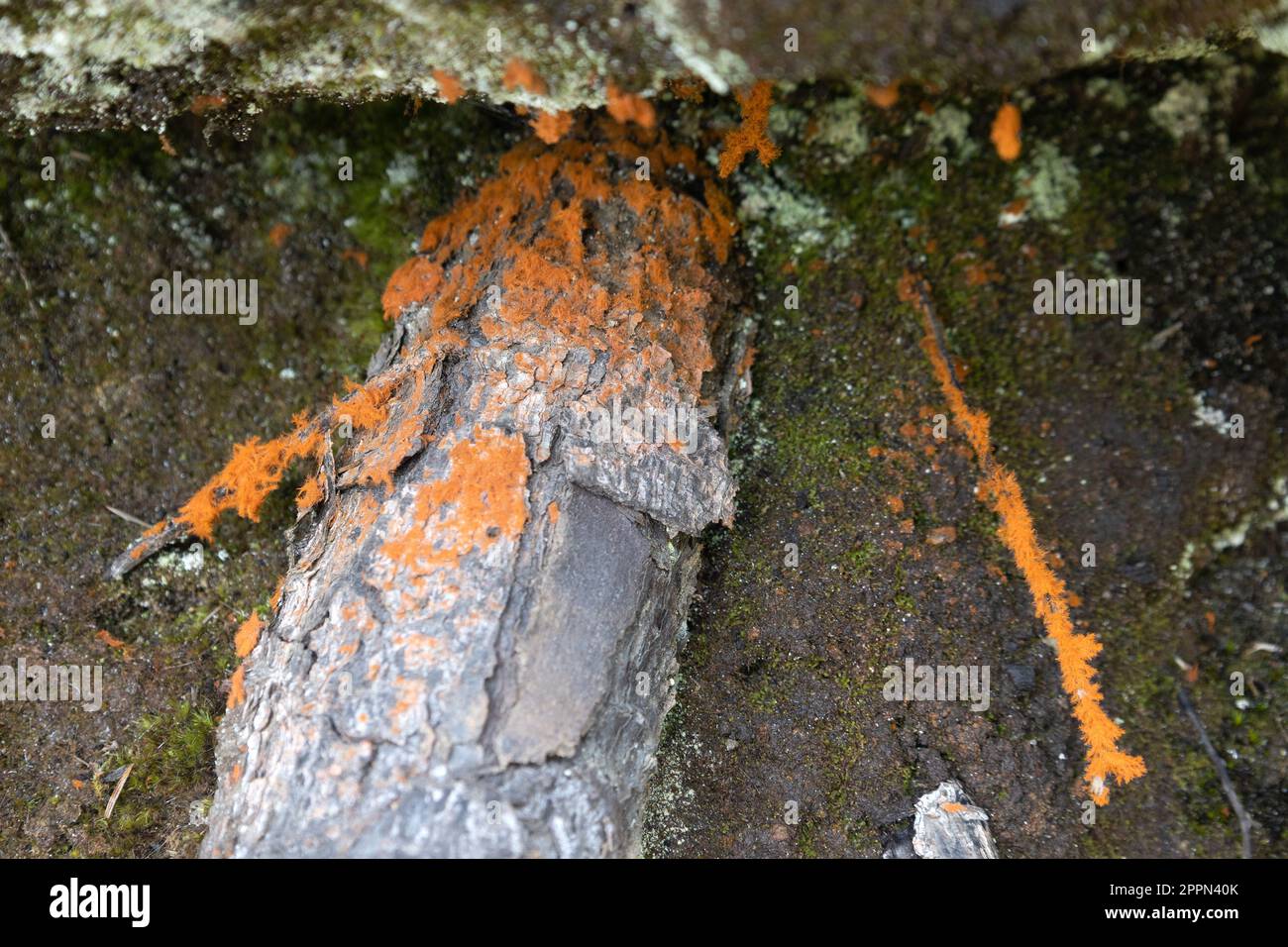 Trentepohlia aurea orange rock hair algae on dead wood and rock Stock