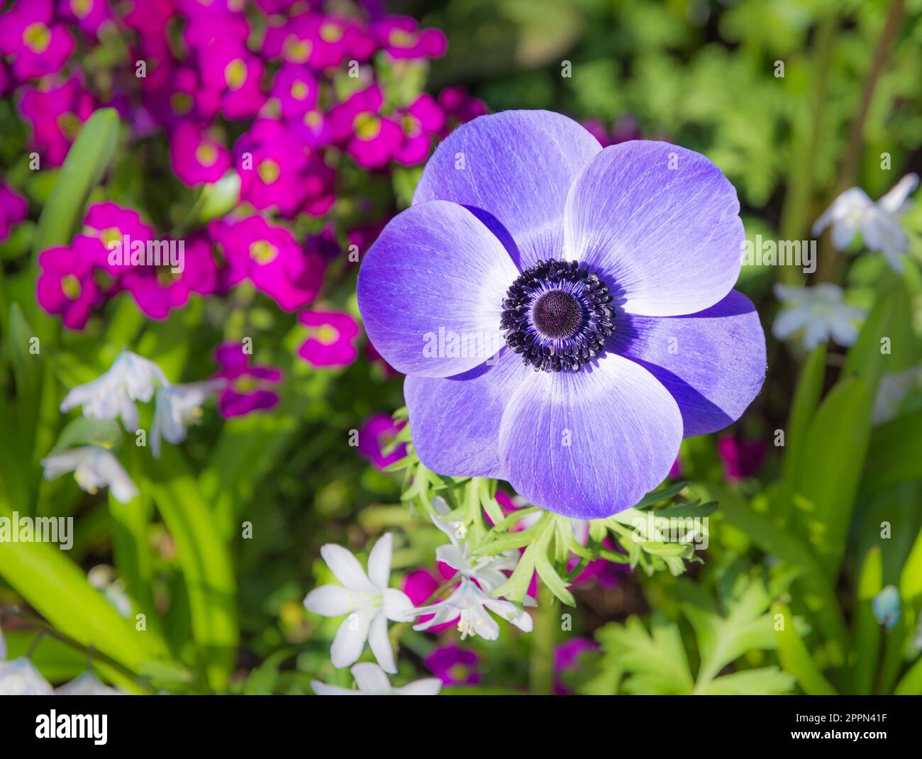 Macro of a purple anemone flower blossom Stock Photo