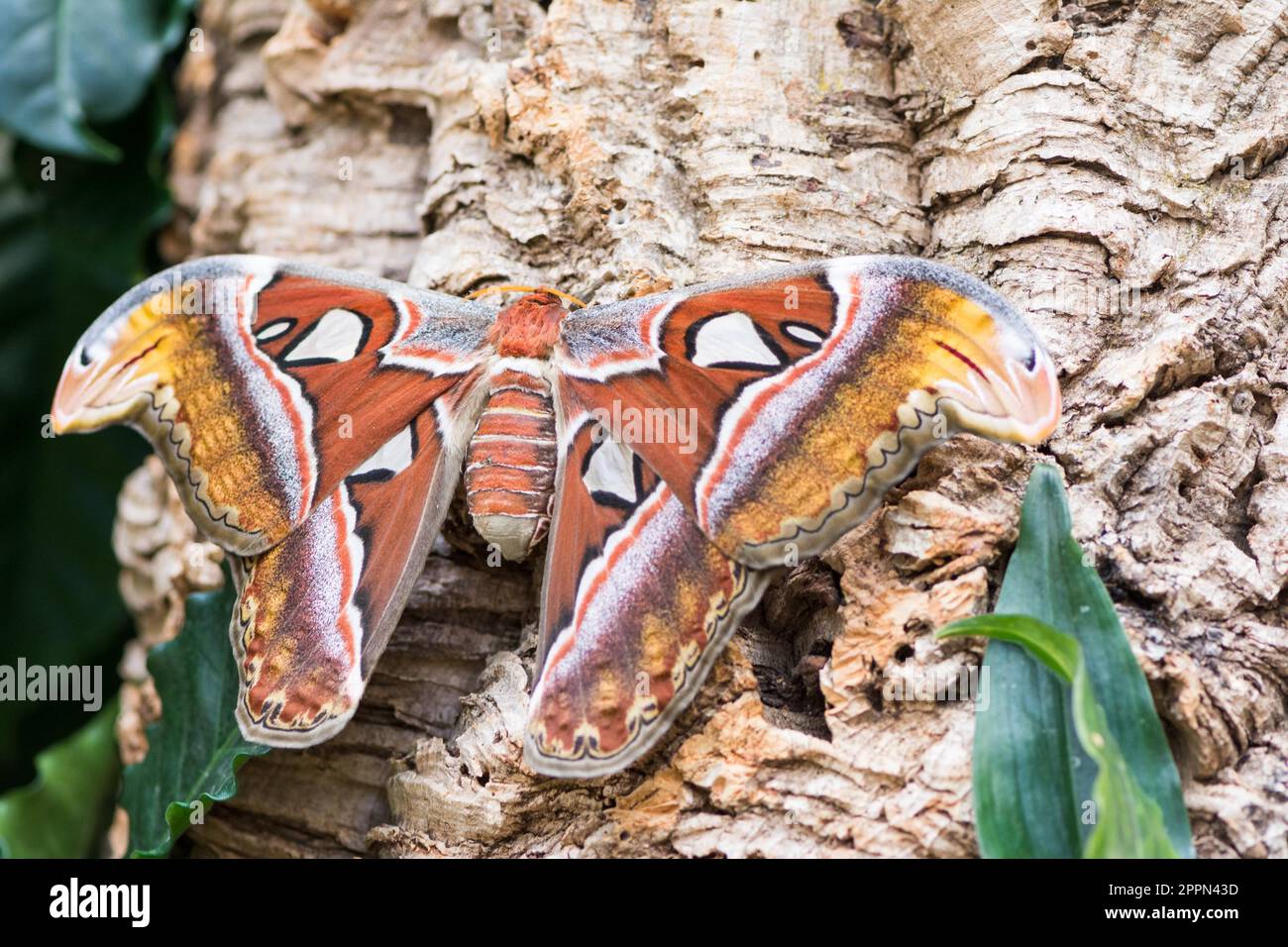 Macro of an Atlas moth (Attacus atlas) sitting on a tree trunk Stock Photo