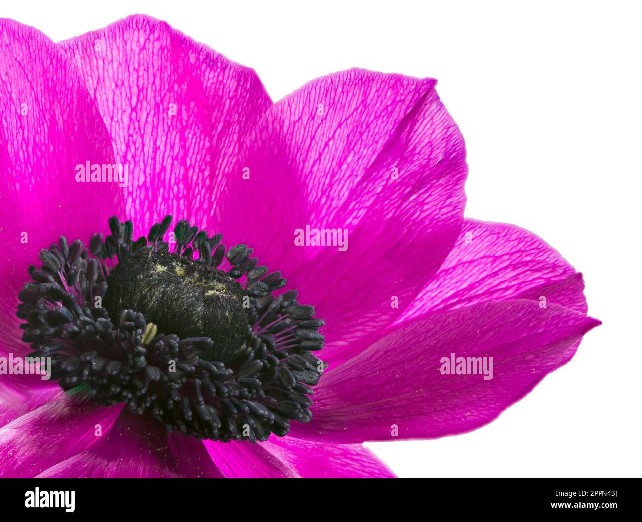 Macro of an isolated purple anemone flower blossom Stock Photo