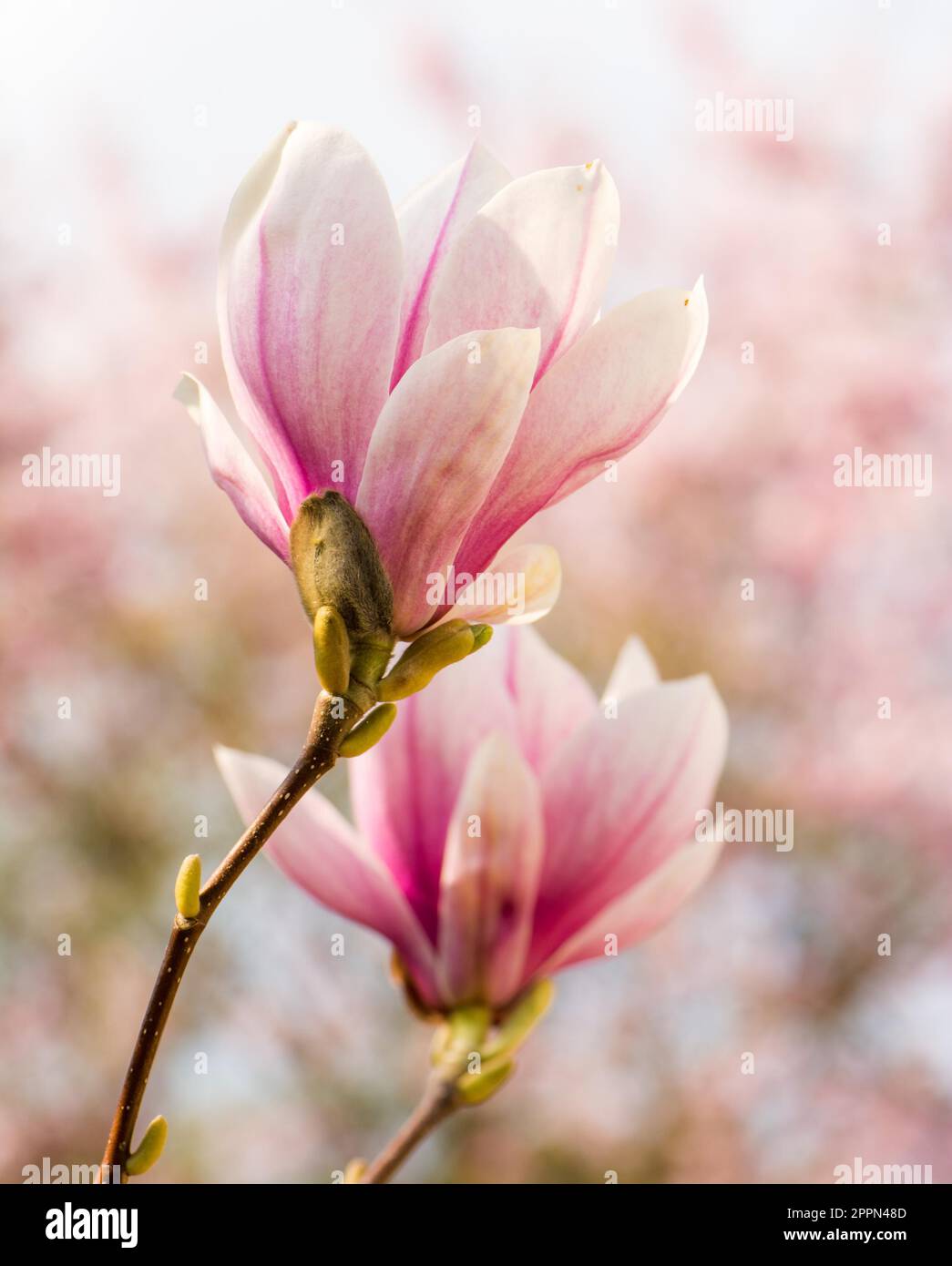 Pink blossom of a magnolia tree Stock Photo - Alamy