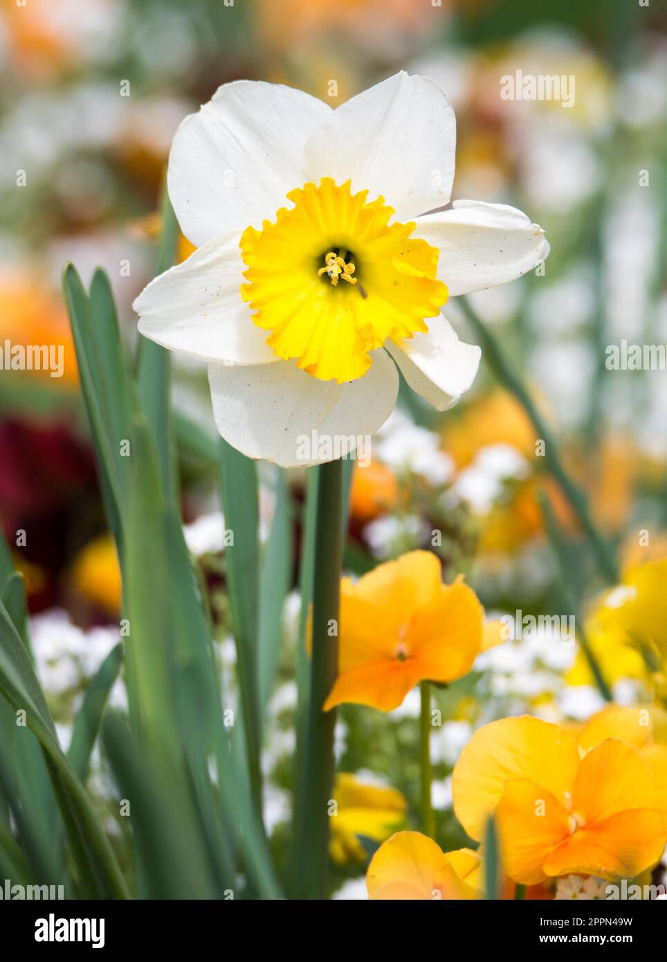 Single daffodil flower in a flower bed Stock Photo Alamy