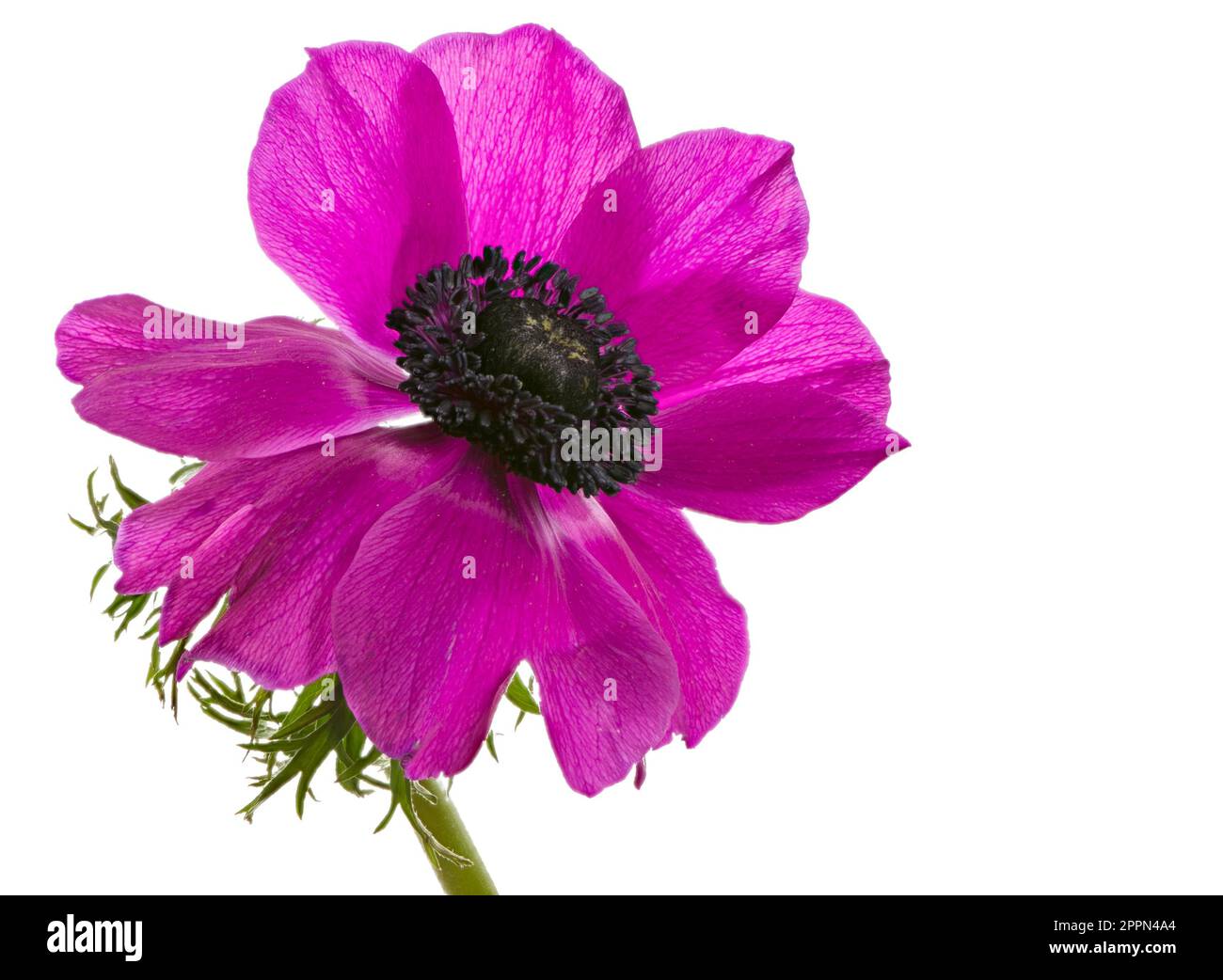 Macro of an isolated purple anemone flower blossom Stock Photo