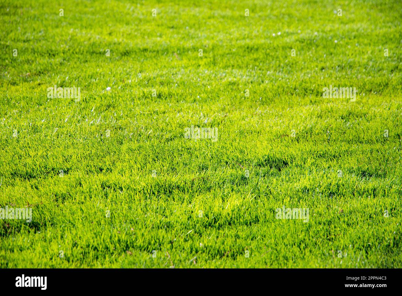 Green grass background of a short cut golf lawn Stock Photo