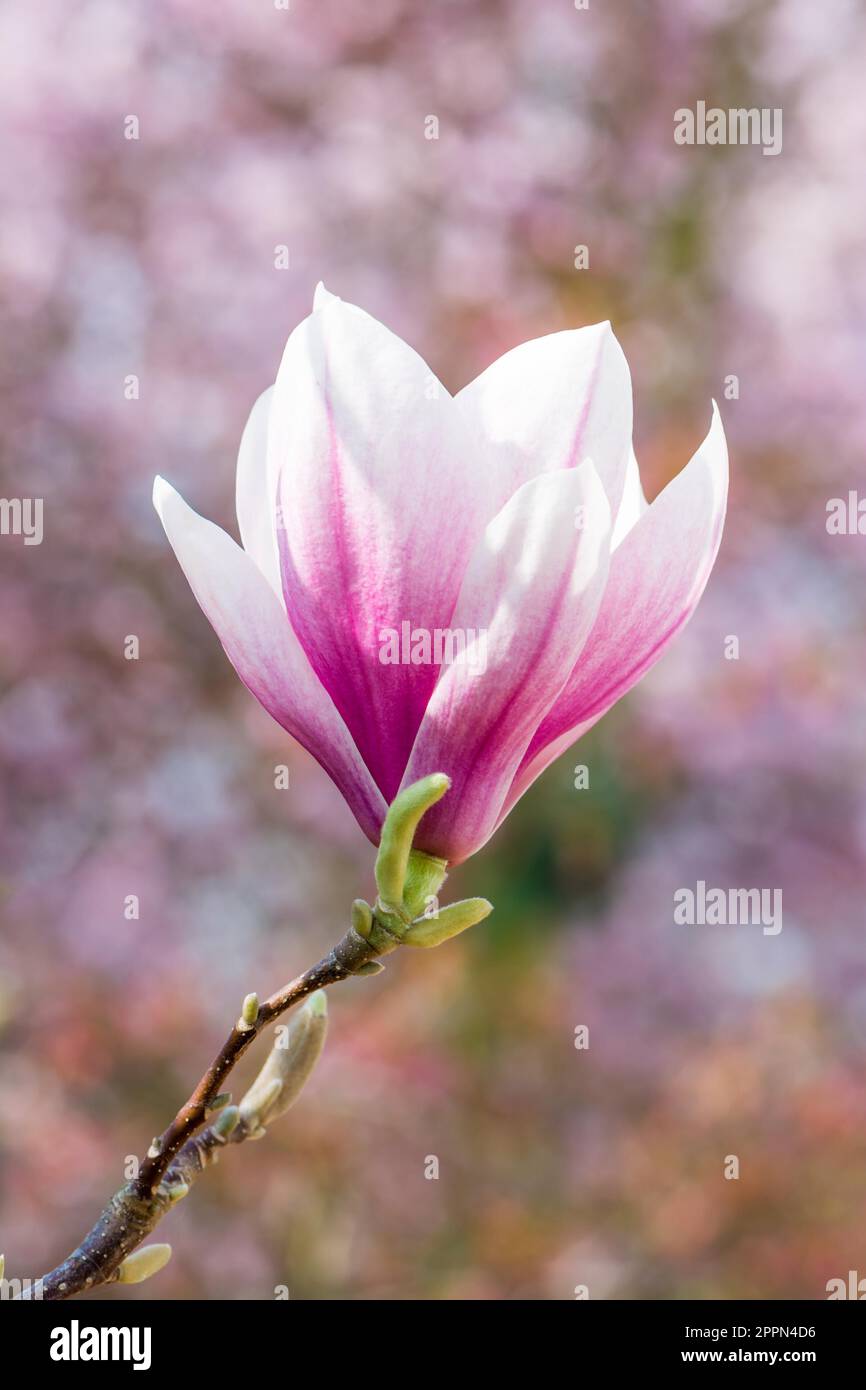Pink blossom of a magnolia tree Stock Photo - Alamy
