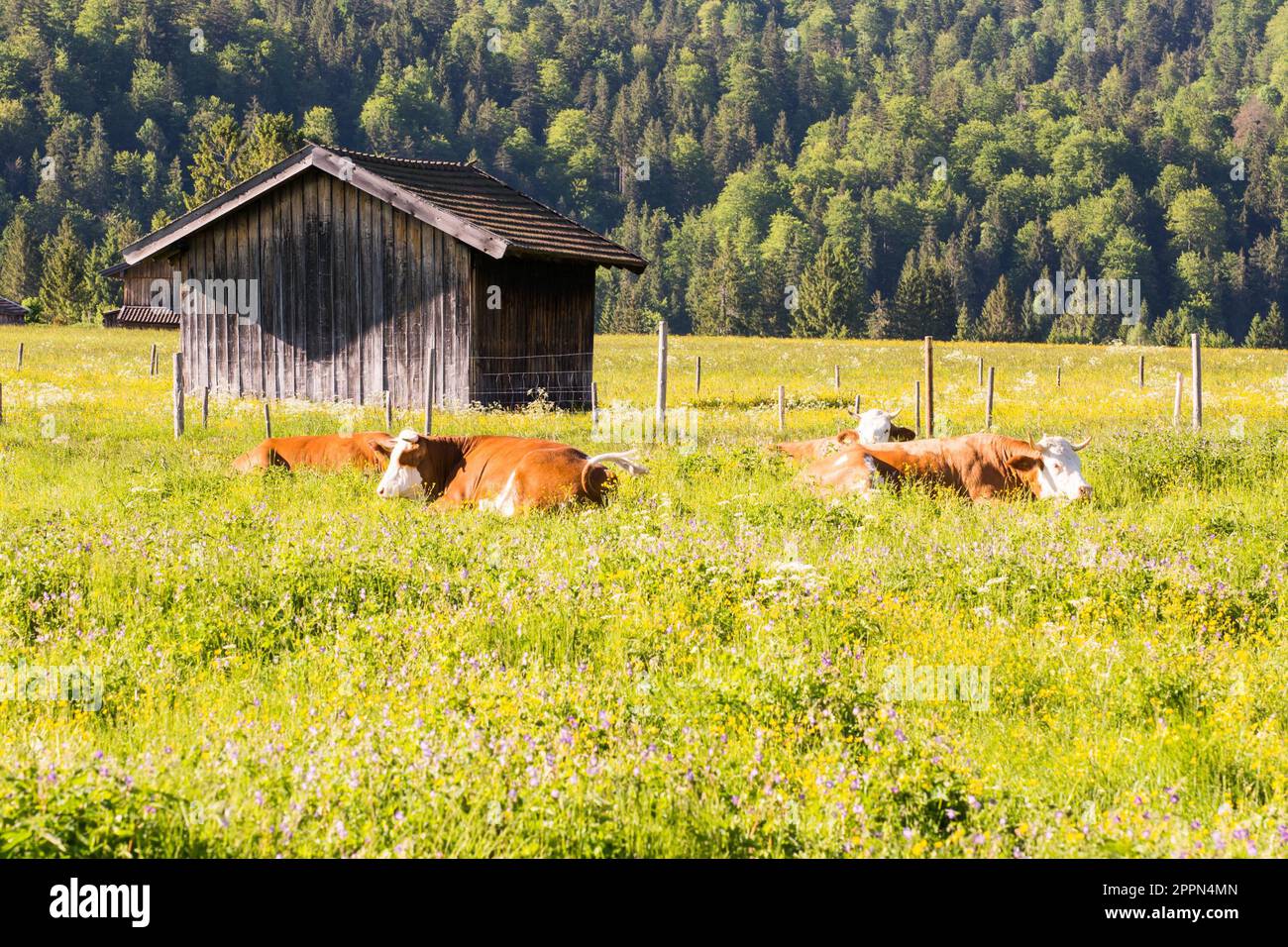 Happy cows lying in hi-res stock photography and images - Alamy