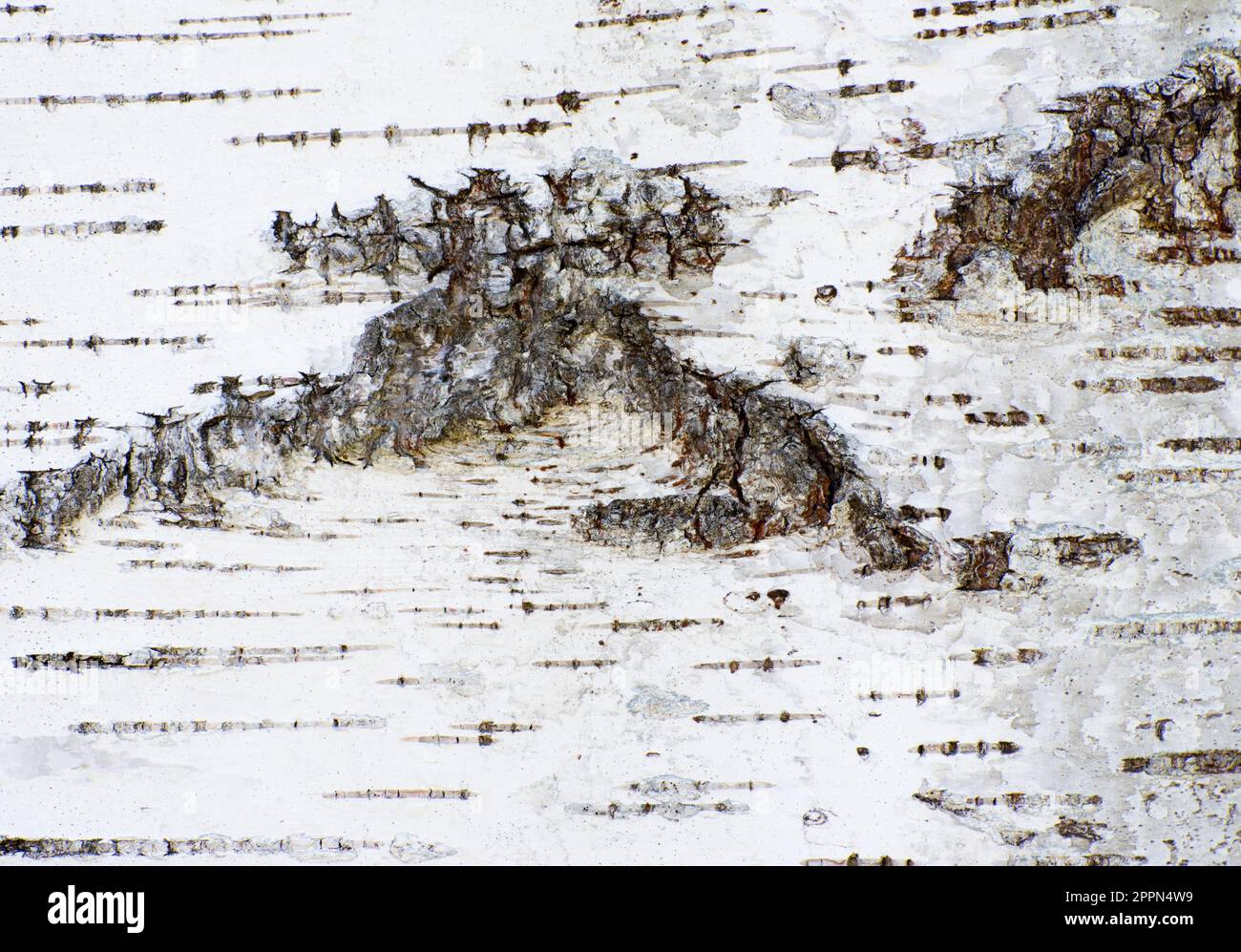 Abstract organic background of a white birch tree bark Stock Photo