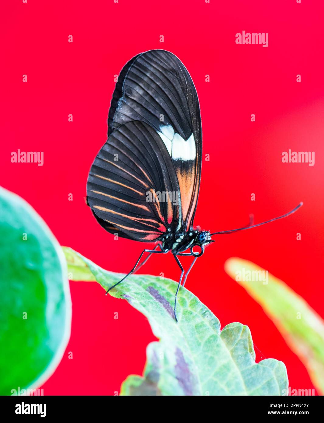 Macro of a Tropical Passionvine butterfly Stock Photo Alamy