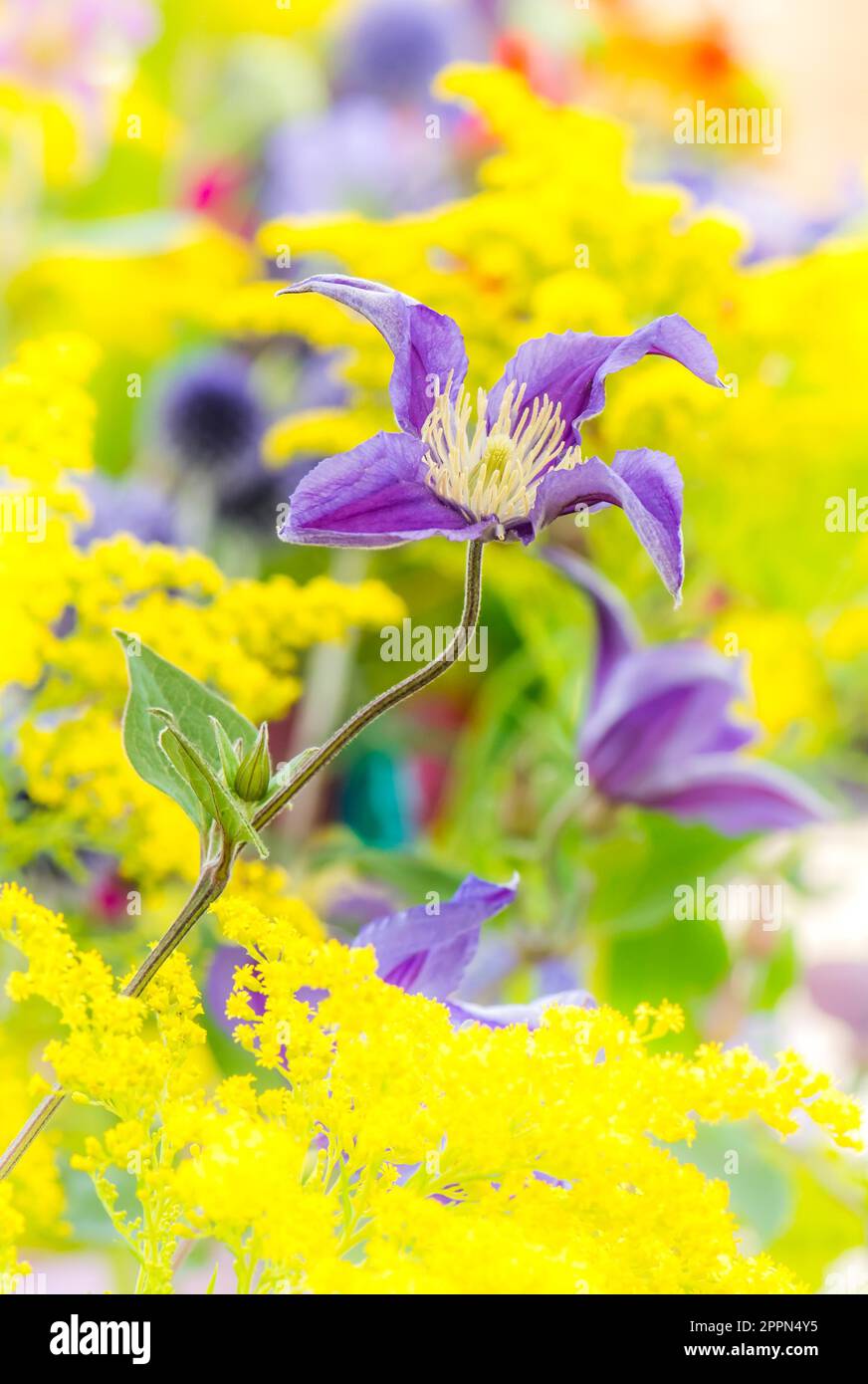 Flowerbed with various summer flowers - selective focus with shalllow depth of field Stock Photo