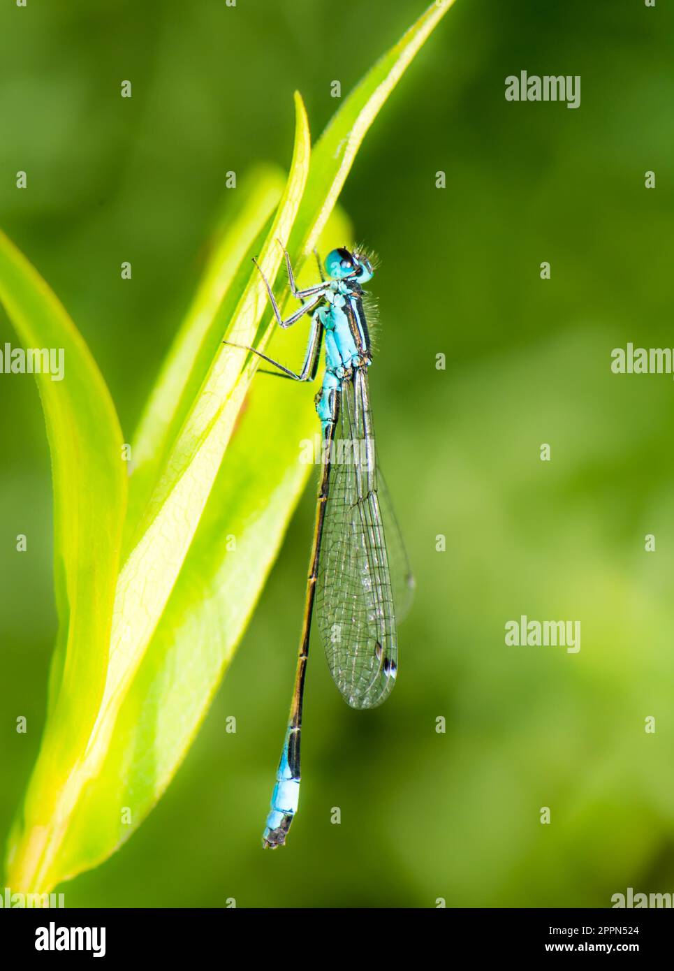 Macro of a bluetail damselfly on a green leaf Stock Photo