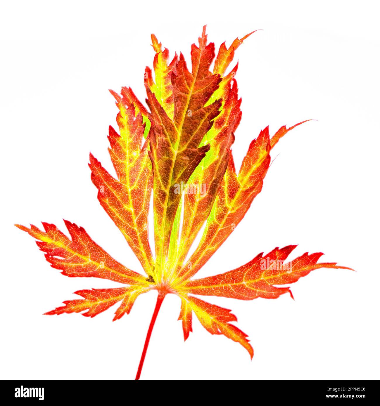 Macro of an isolated red leaf of a japanese maple tree Stock Photo Alamy