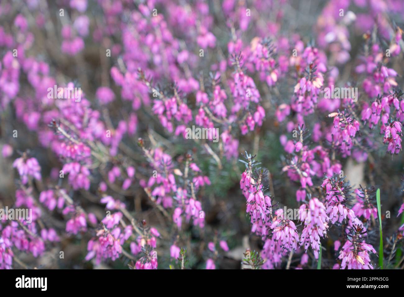 Pink and purple flowers of Calluna vulgaris, common heather, ling, or simply heather close-up. Stock Photo
