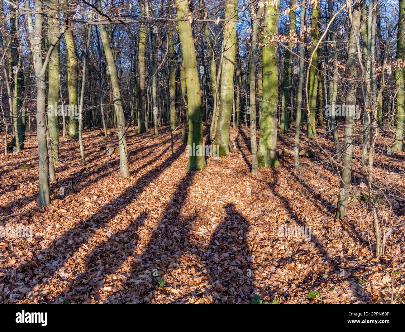 Menschen werfen Schatten im Wald im Frühjahr Stock Photo
