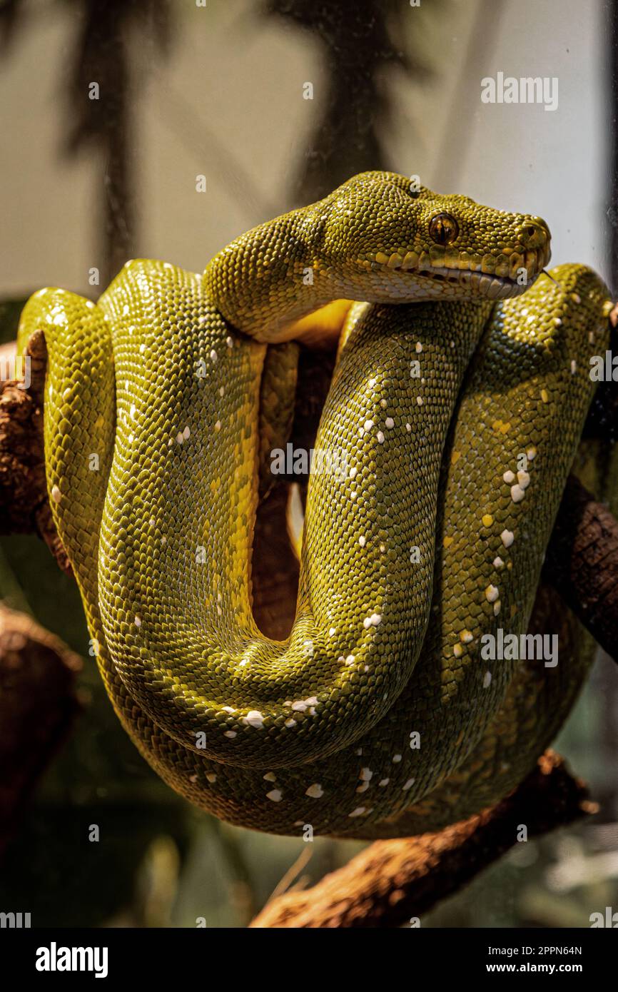 a striking green Tree Python curled around its tail on a tree branch ...