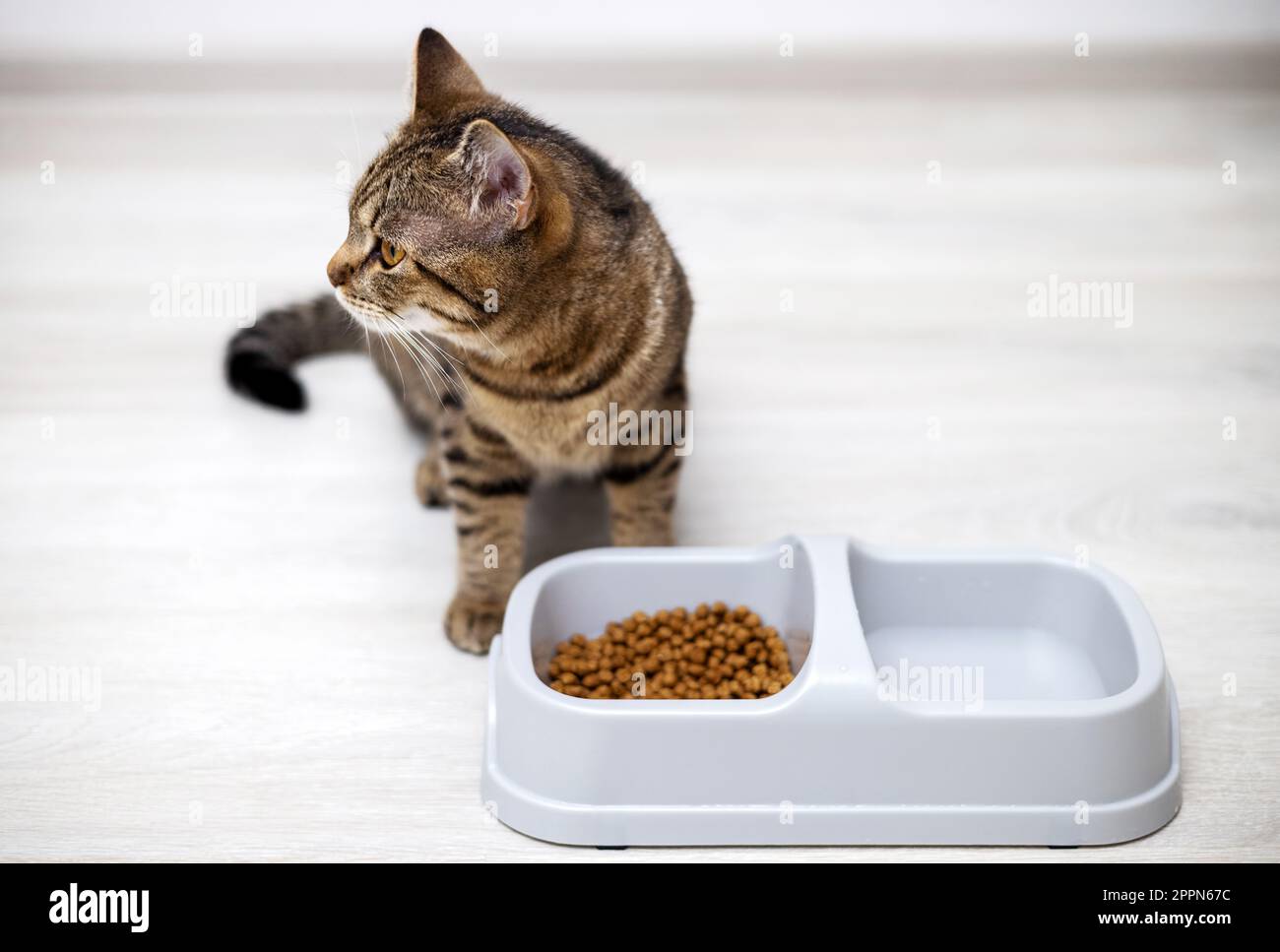 adorable kitty tabby cat eating dry food from bowl Stock Photo Alamy