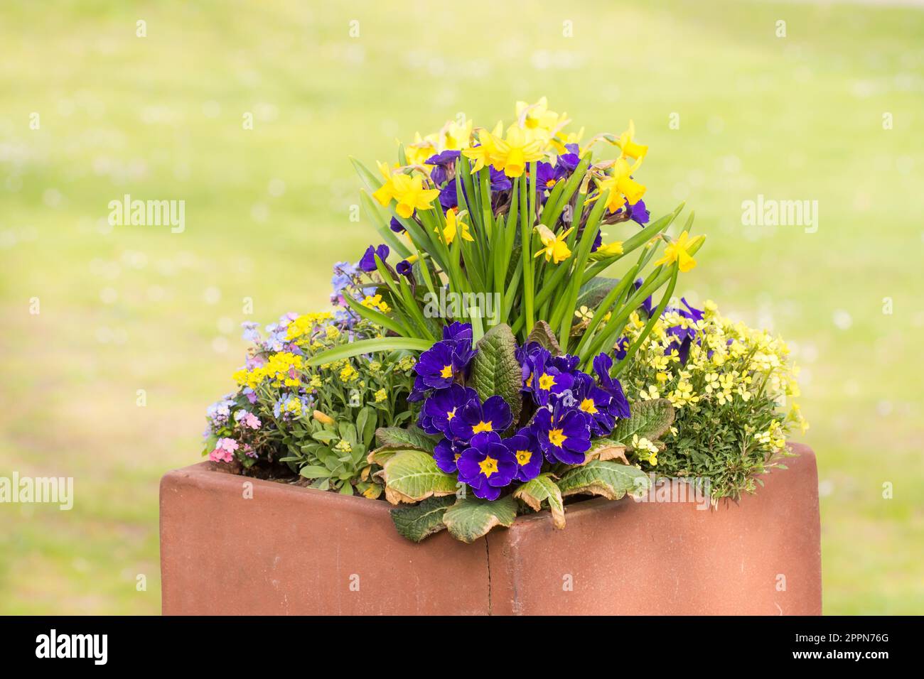 Rectangular flower pot in a park filled with pansies and daffodiles Stock Photo