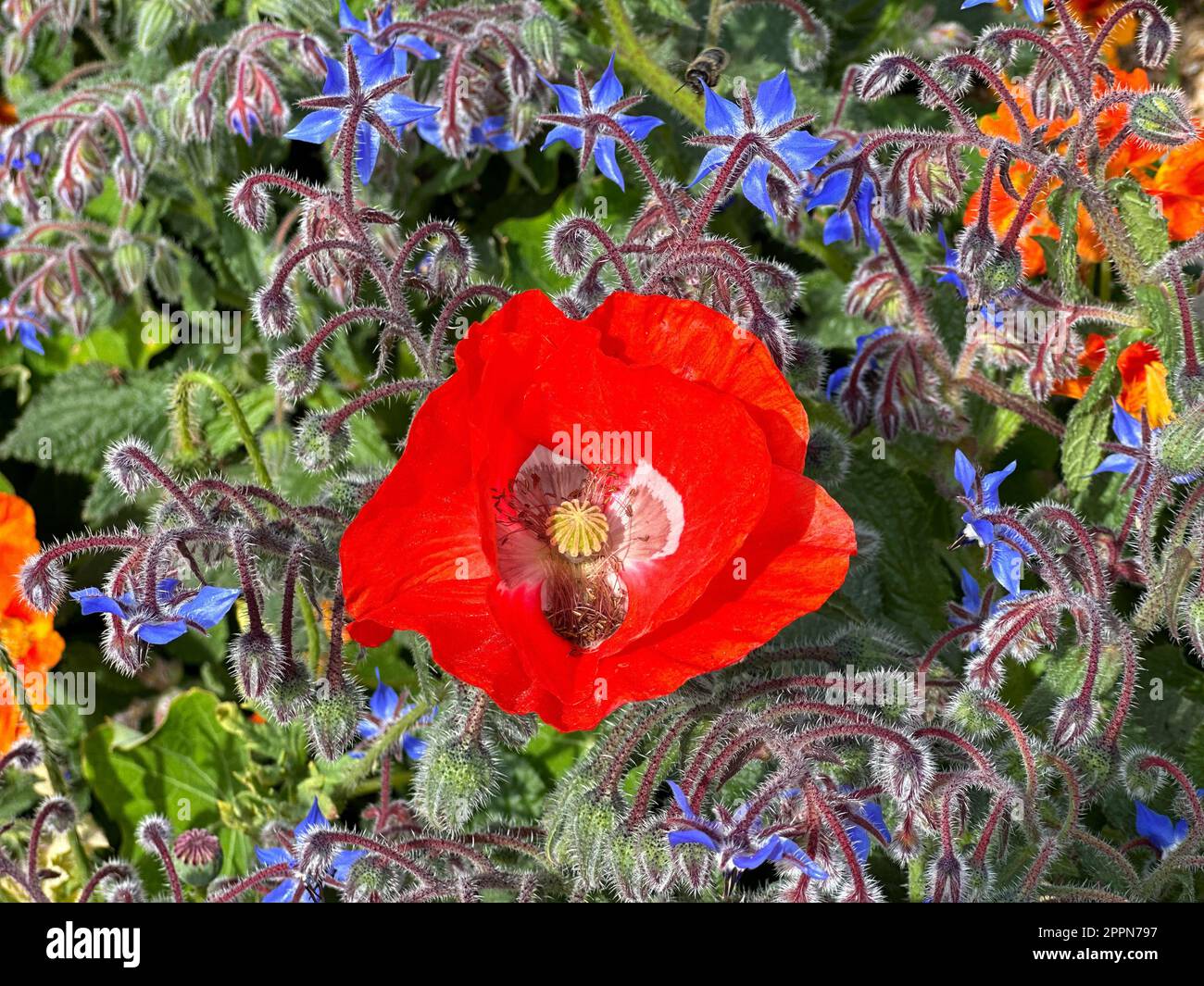 A vibrant photo of a red poppy and blue borage plants in a garden. Stock Photo
