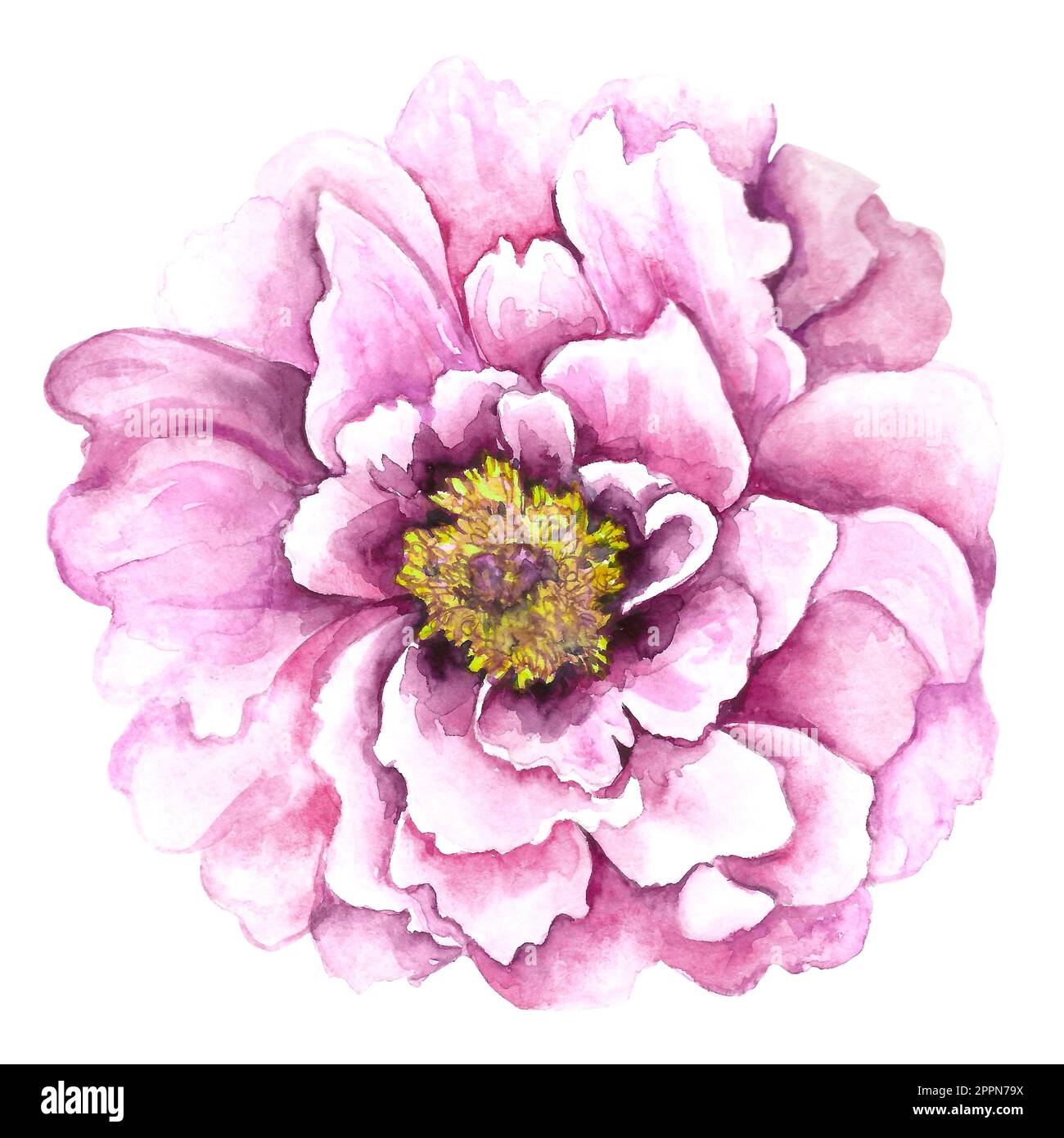 Watercolor illustration of pink peony flower isolated on white ...