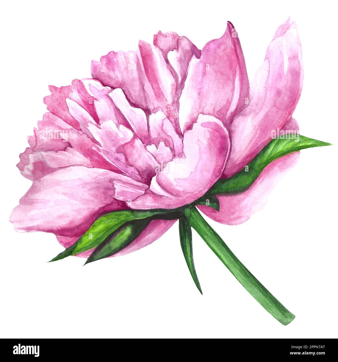 Peony Flower Bouquet With Paper Wrap Watercolor Illustration Stock