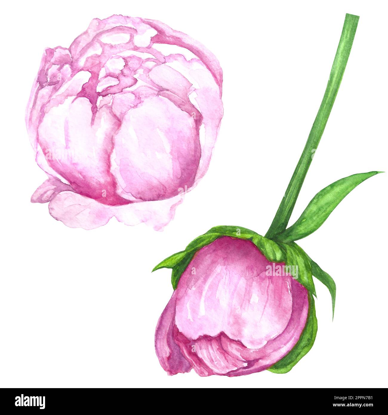 Watercolor illustration set of pink peony flowers isolated on white ...