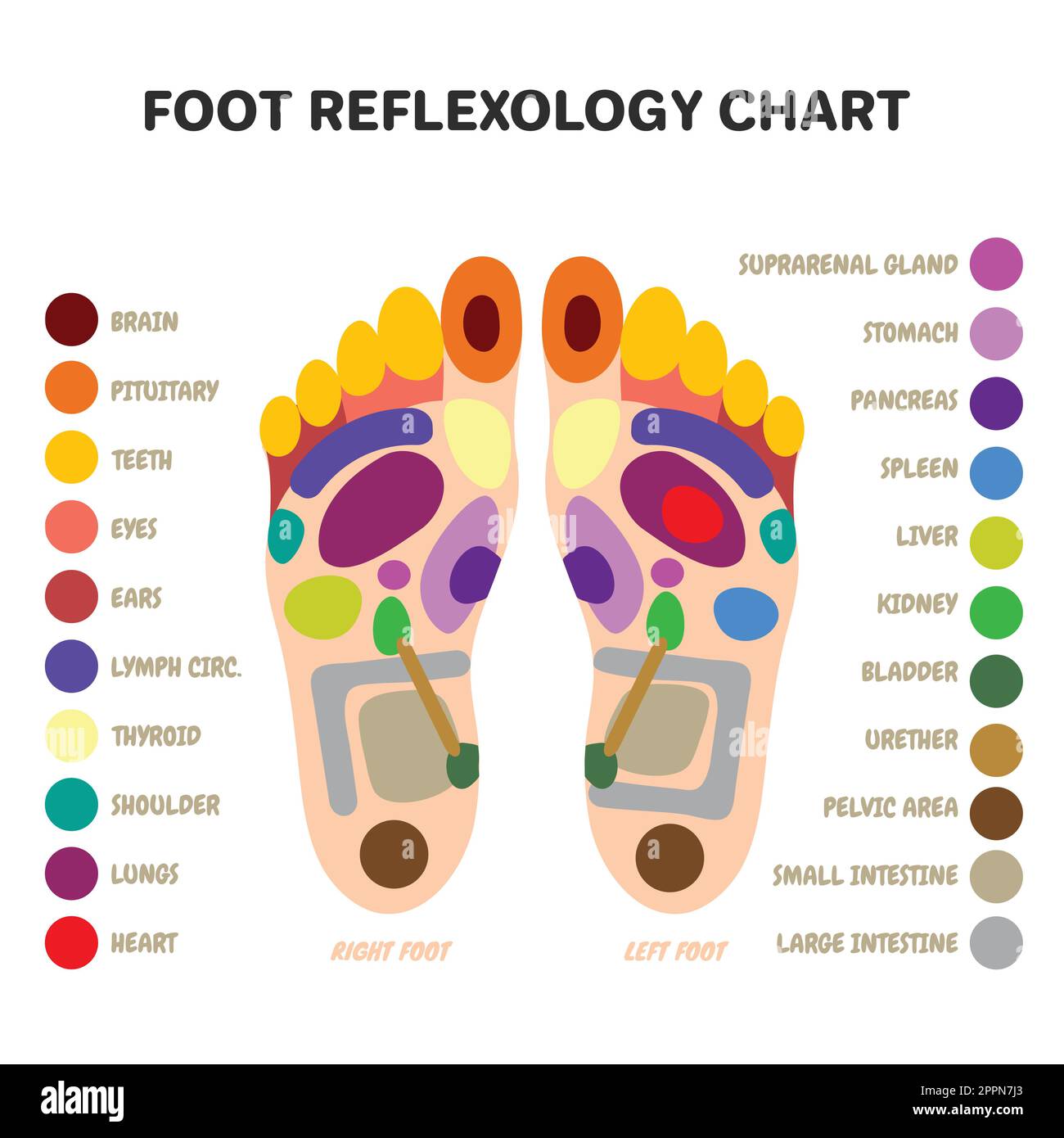 Traditional Alternative Healreflexology Foot Massage Points Stock Vector Image And Art Alamy