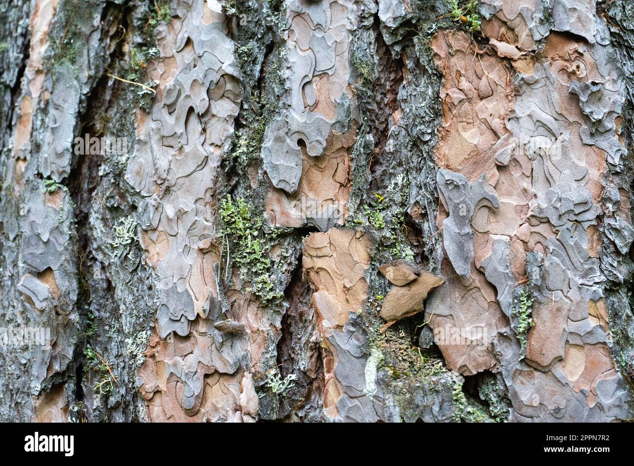 The texture of old pine bark. Rough pine bark closeup Stock Photo - Alamy