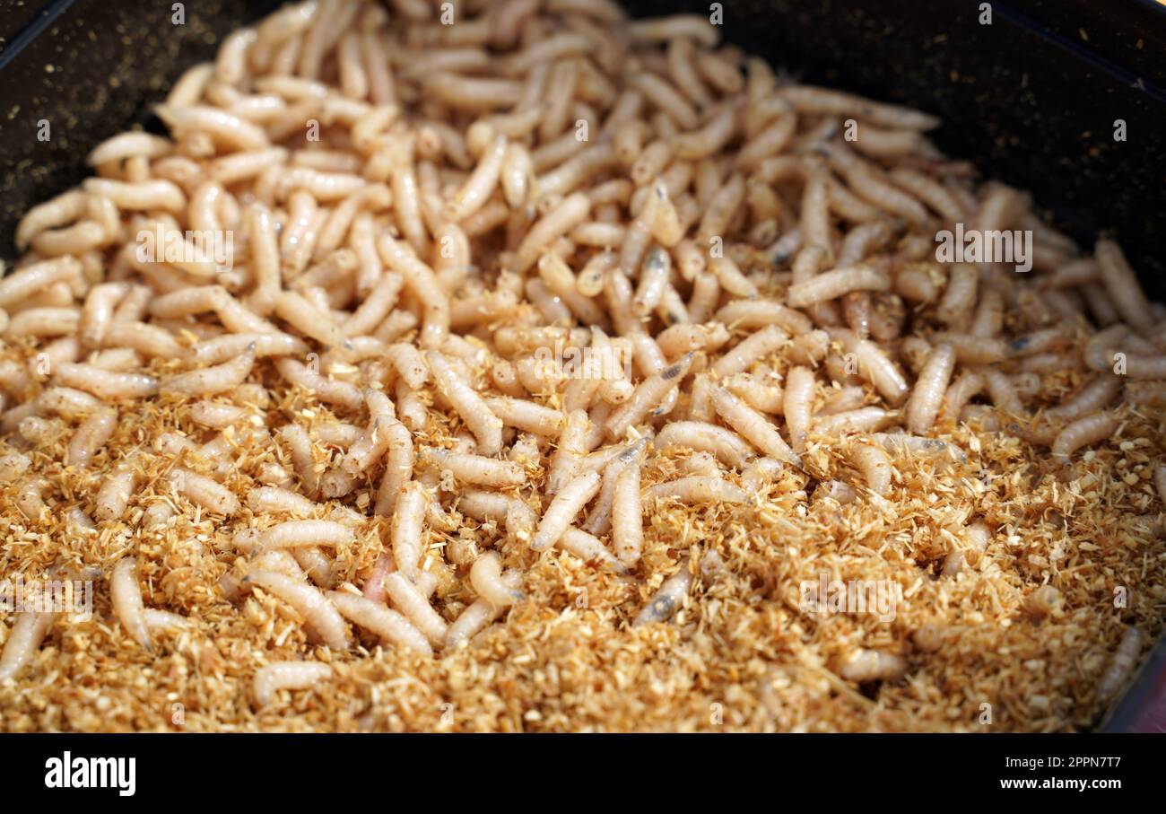 Maggots and fish food when fishing Stock Photo - Alamy