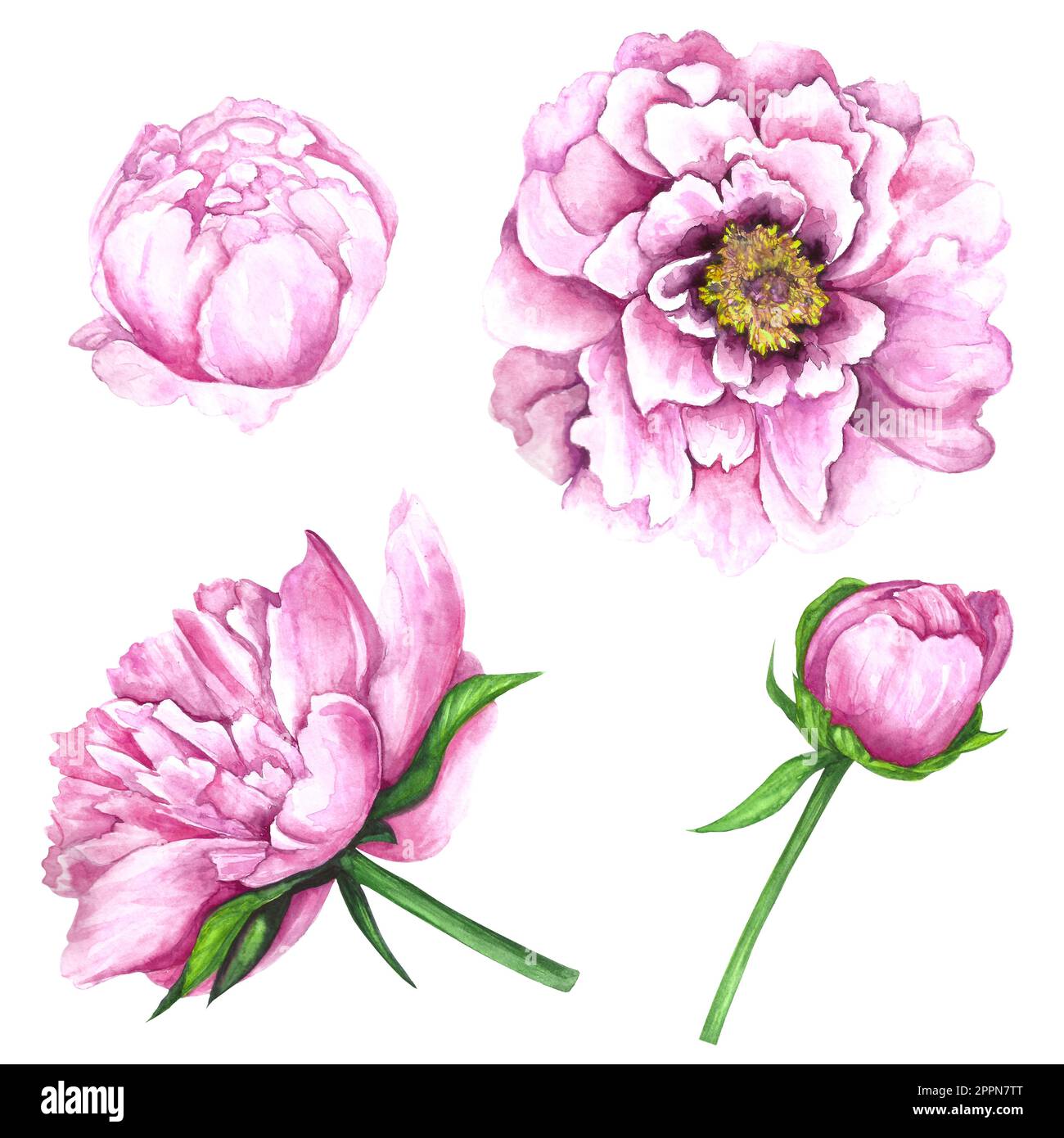 Watercolor illustration set of pink peony flowers isolated on white ...