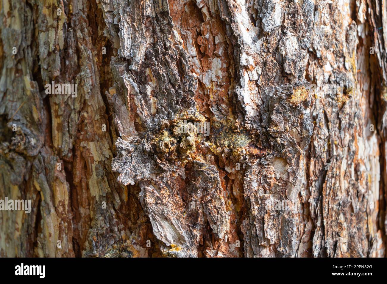 The texture of old pine bark. Rough pine bark close-up Stock Photo - Alamy