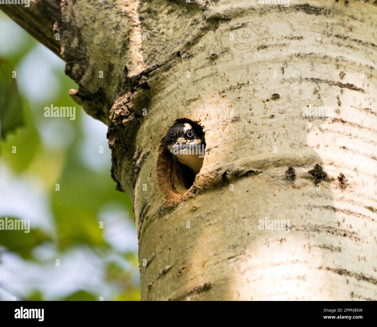 Woodpecker baby head out of its bird nest home waiting to be feed by