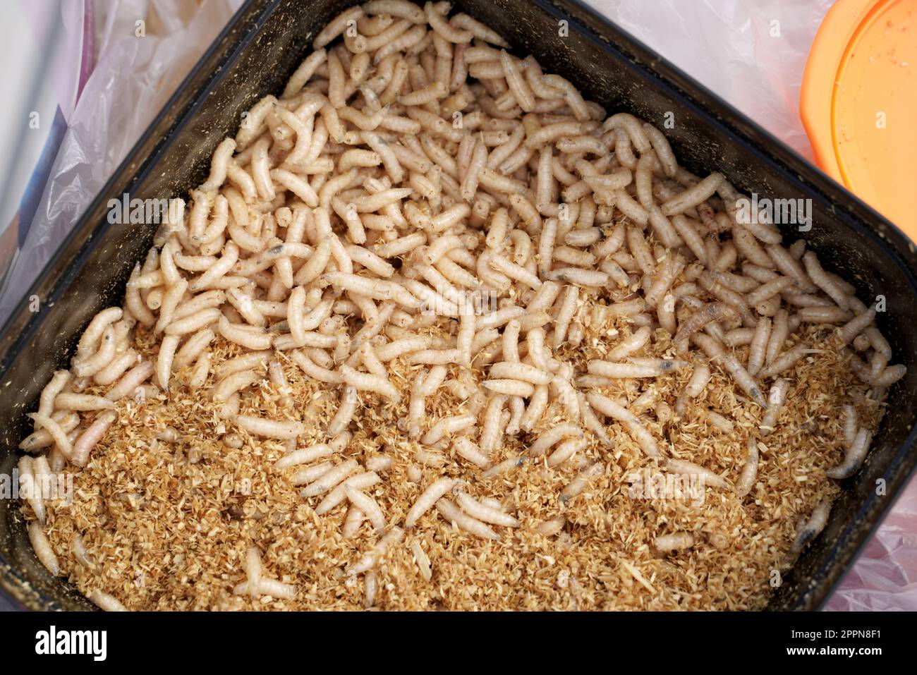 Maggots and fish food when fishing Stock Photo Alamy