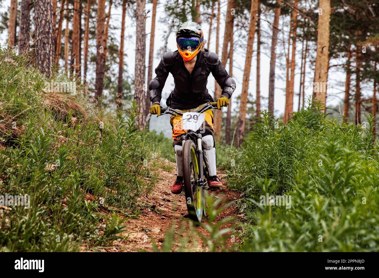 male racer athlete riding downhill race in pine forest, on him protection jacket, and knee, shin guard, helmet Stock Photo