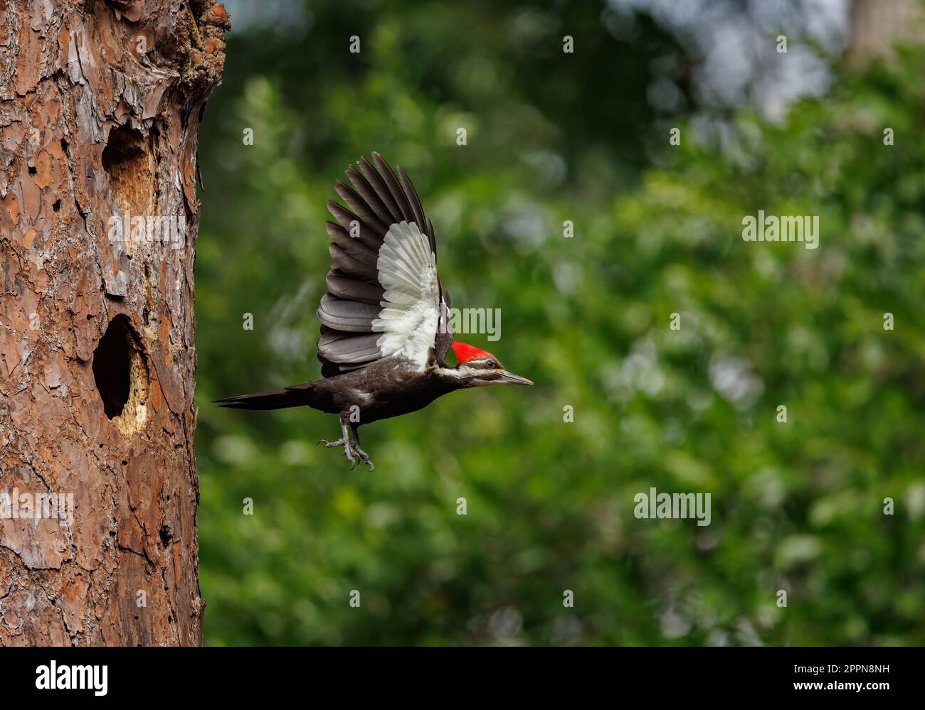 A pileated woodpecker nest Stock Photo - Alamy