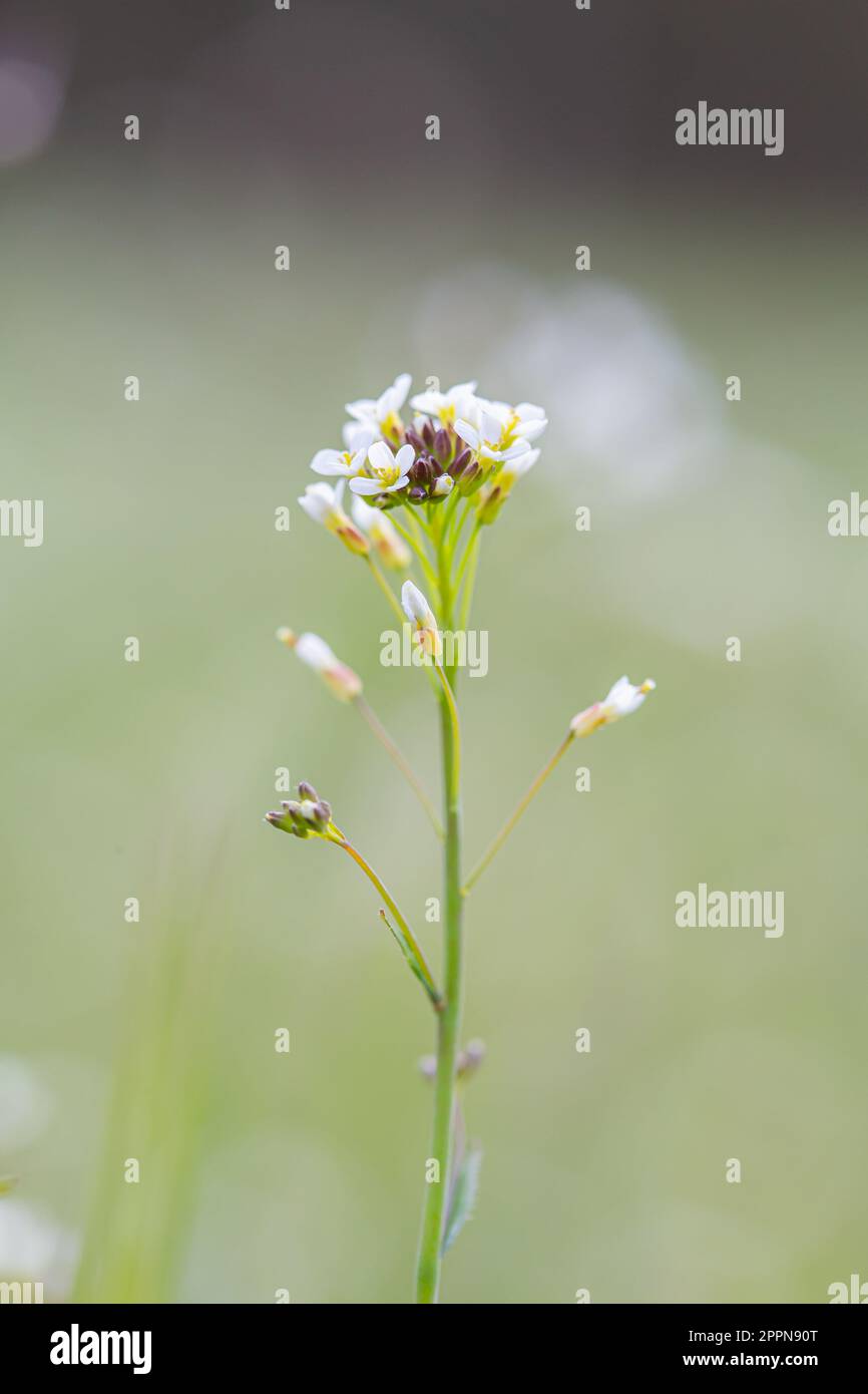 Arabidopsis thaliana (thale cress) small weed model plant, macro close up Stock Photo
