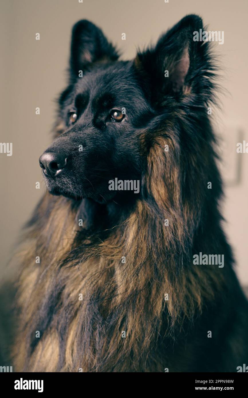 German Shepherd Dog; beautiful dog Stock Photo