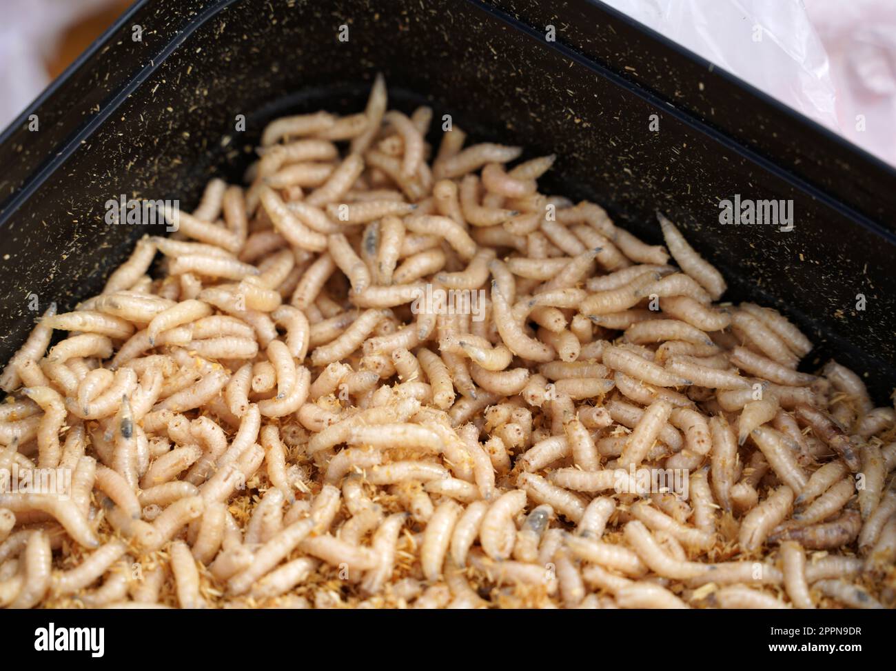 Maggots and fish food when fishing Stock Photo Alamy