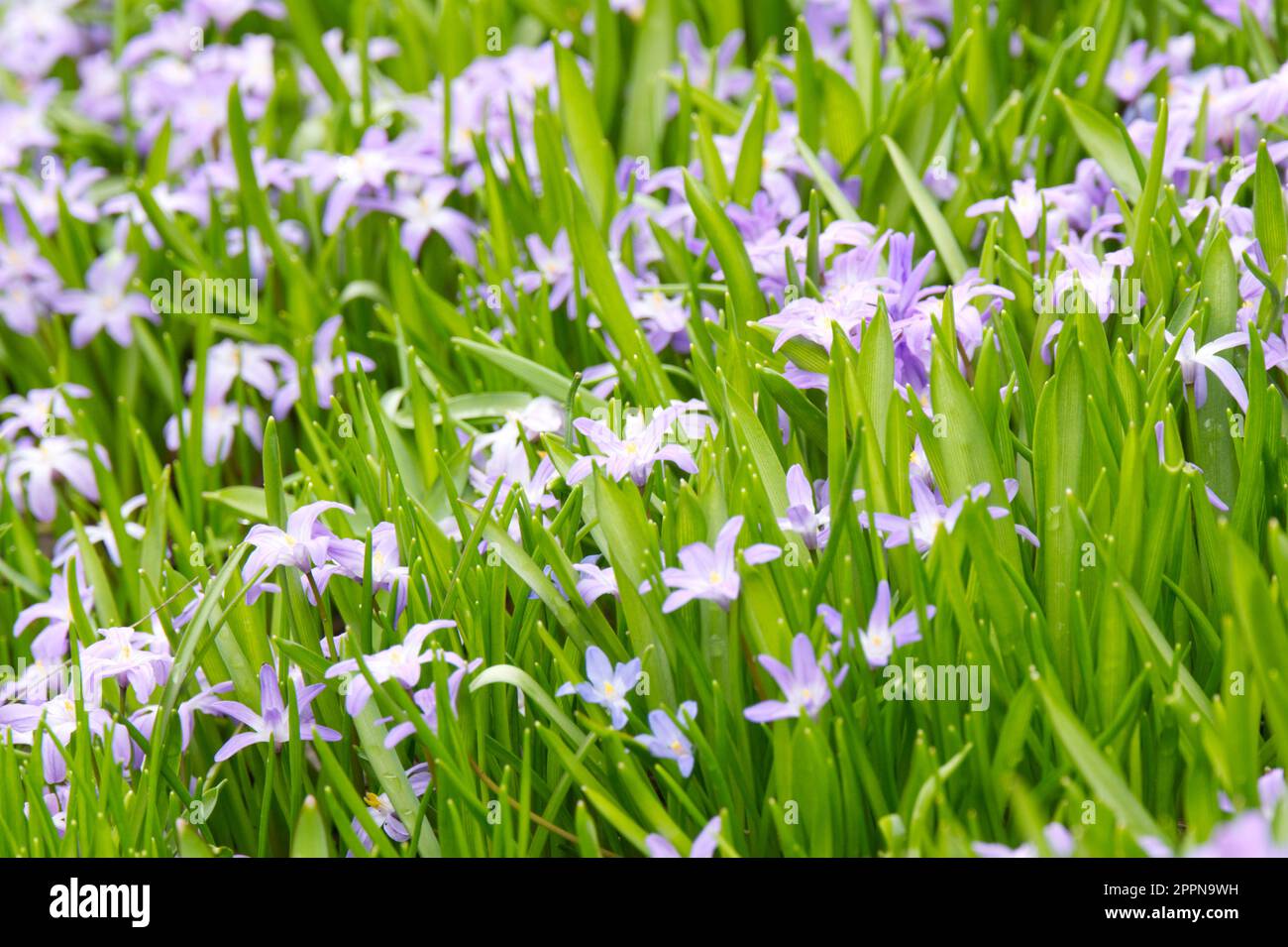 Lilac spring flowers of, Chionodoxa luciliae Violet Beauty in UK garden April Stock Photo