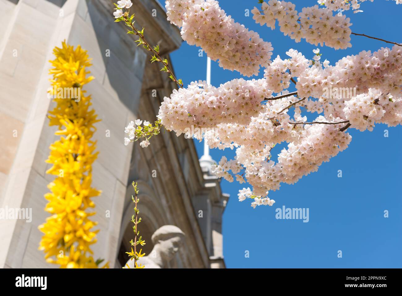 cherry blossoms and forsythia flowers on an architectural and sky