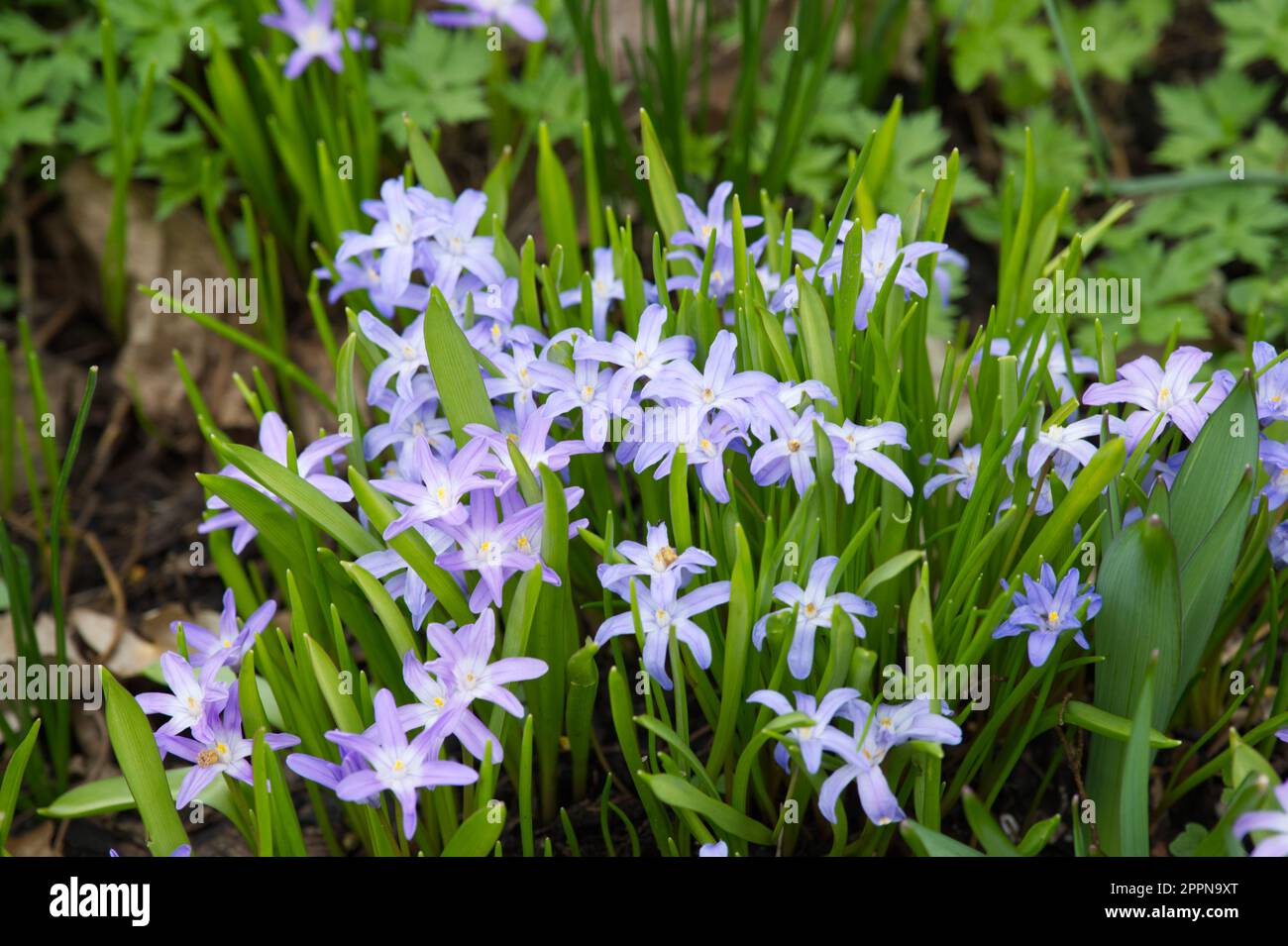 Lilac spring flowers of, Chionodoxa luciliae Violet Beauty in UK garden April Stock Photo