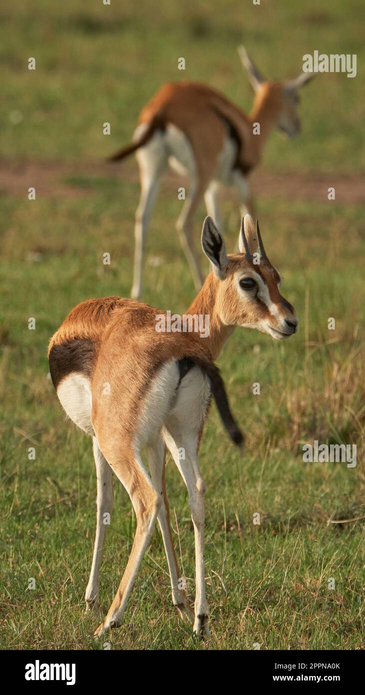 African landscape gazelles in hi-res stock photography and images - Alamy