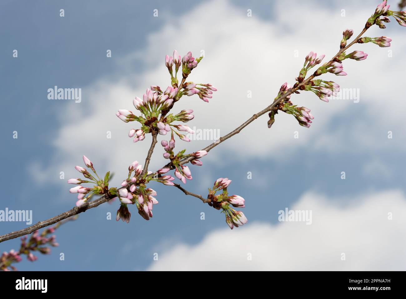 cherry blossoms buds on a branch and photographed against a cloudy blue sky Stock Photo