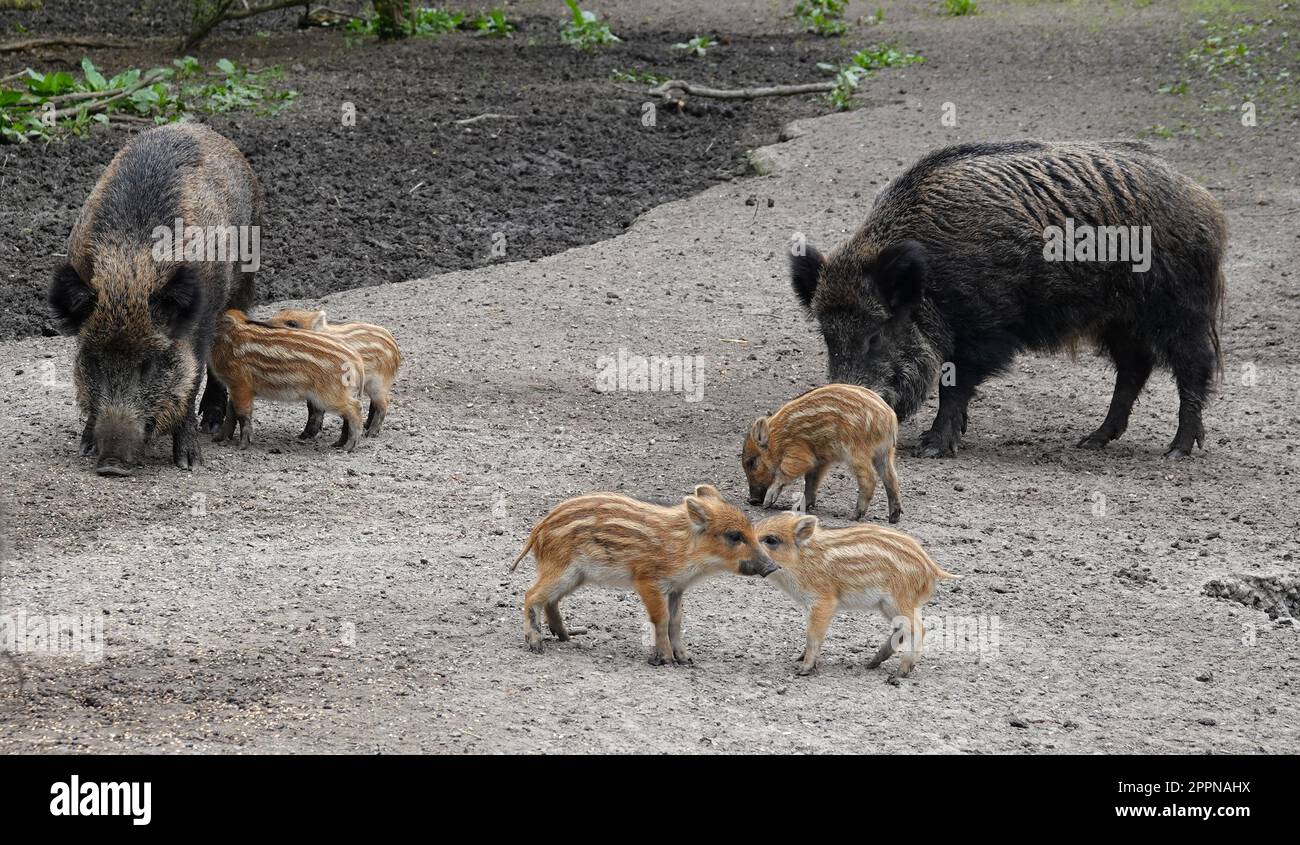 Female wild boars and their babies. Two sows and their piglets that are part of a sounder. Stock Photo