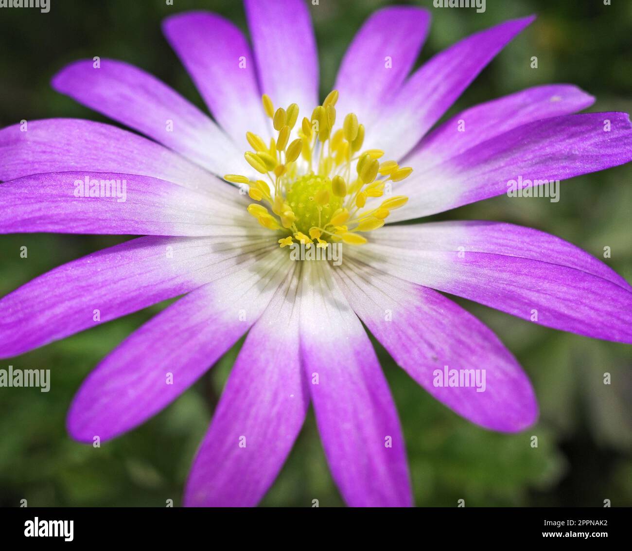 Extreme close-up of a pink Anemone blanda flower Stock Photo