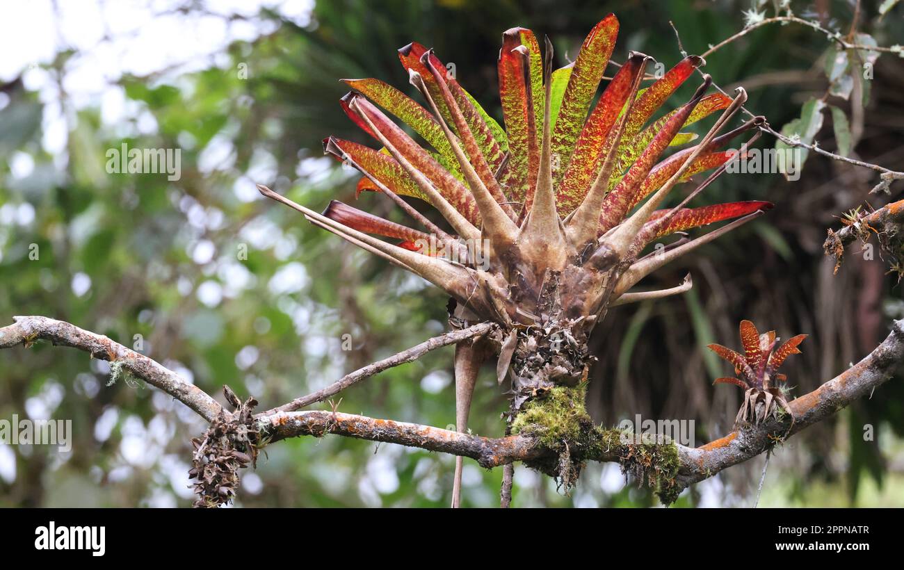 Colorful Bromelia growing from the branch of a differnt tree, Costa Rica Stock Photo