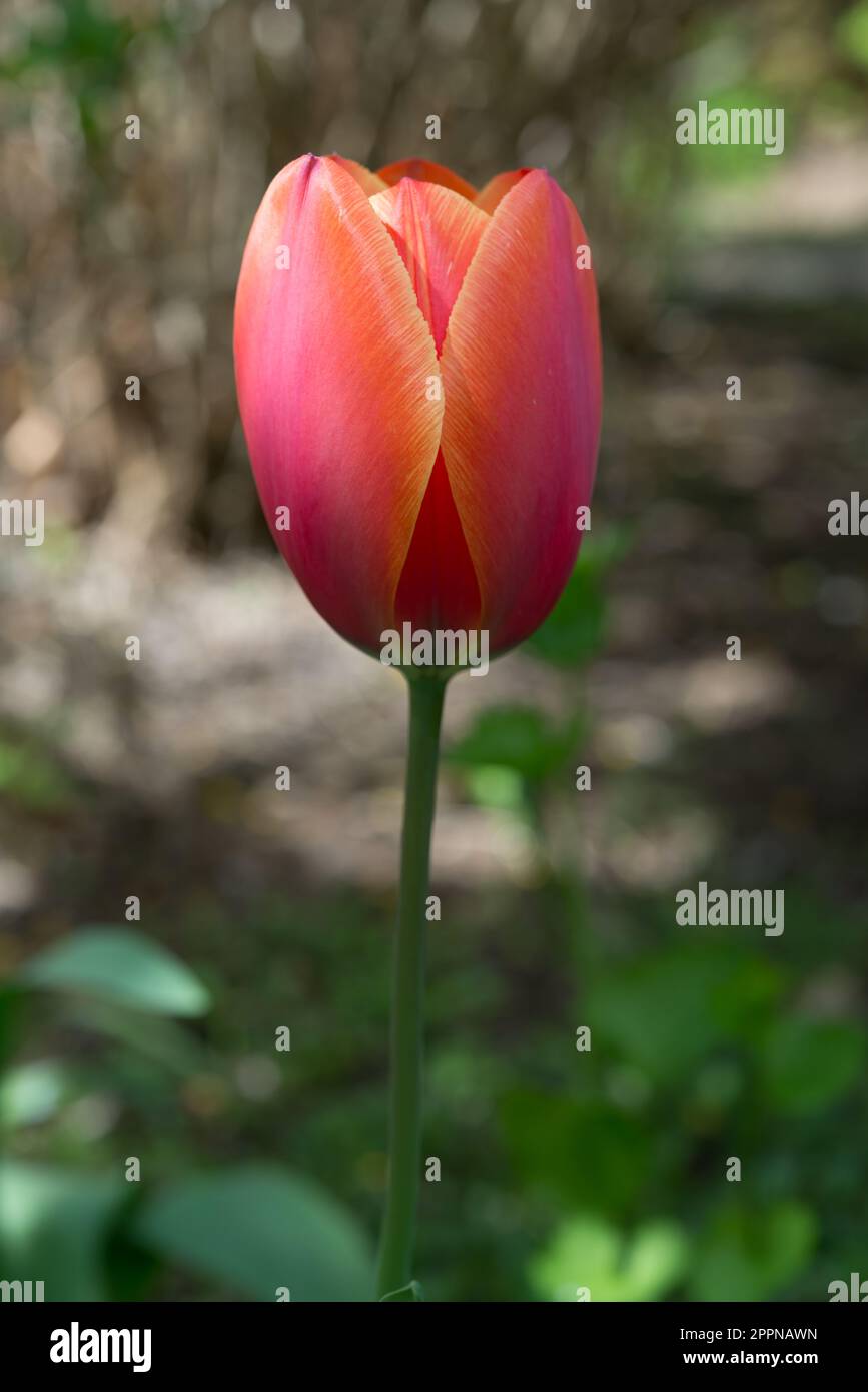 Tulip shade hi-res stock photography and images - Alamy